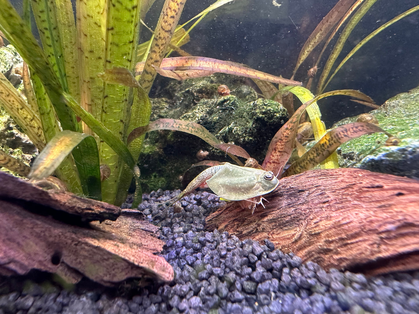 Breeding approach Triops Newberryi including food and instructions