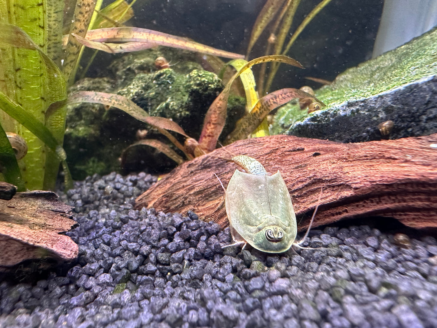 Breeding approach Triops Newberryi including food and instructions