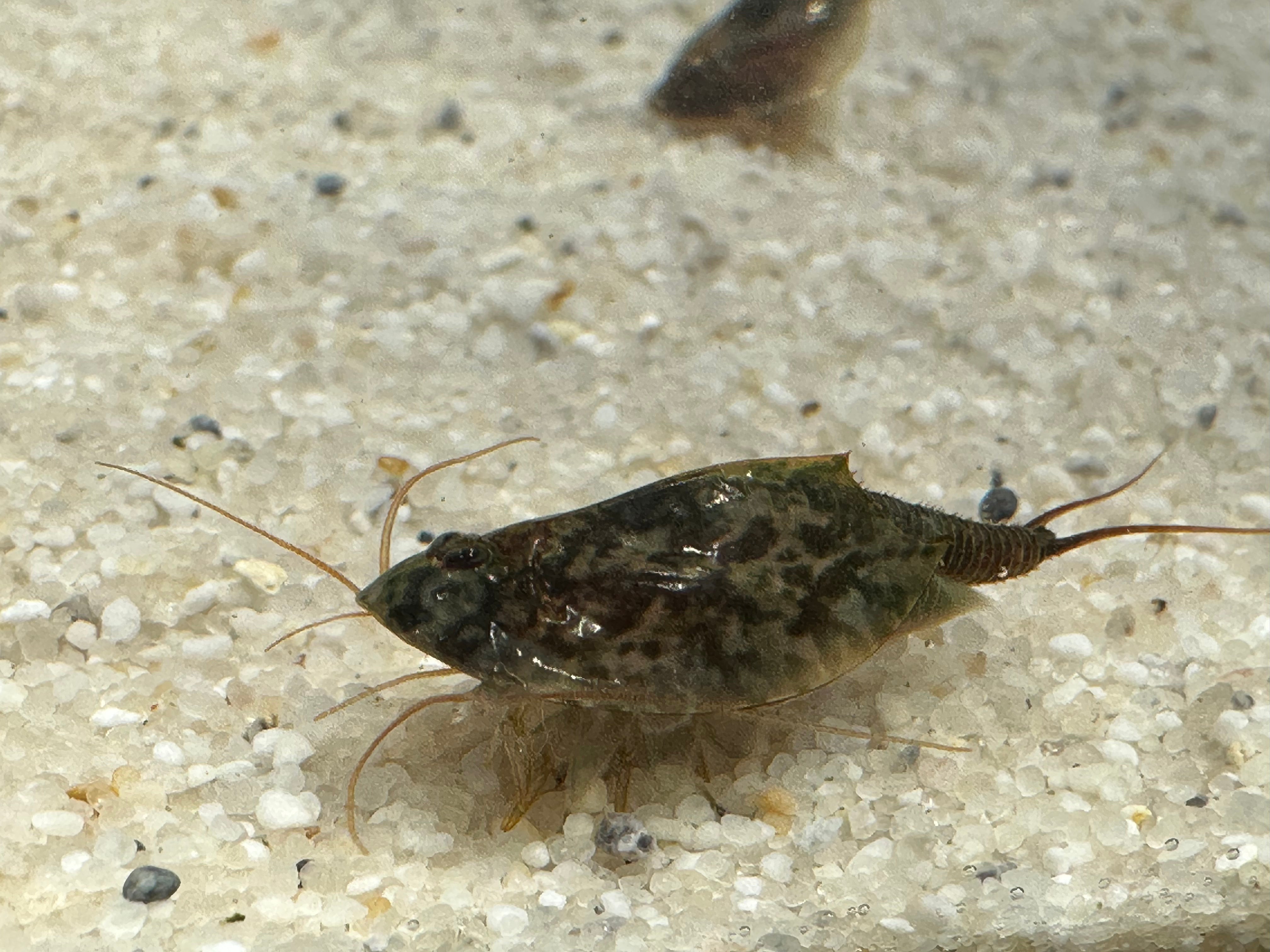 Breeding approach Triops Cancriformis Mallorca including food and
