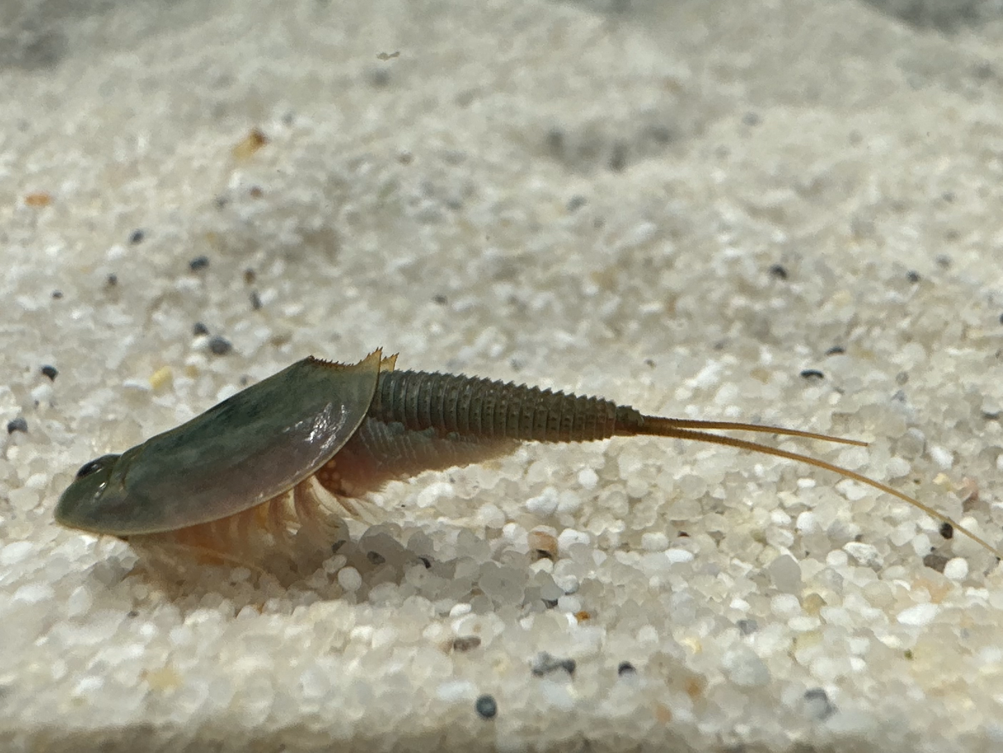 Breeding approach Triops Australiasis green including food and
