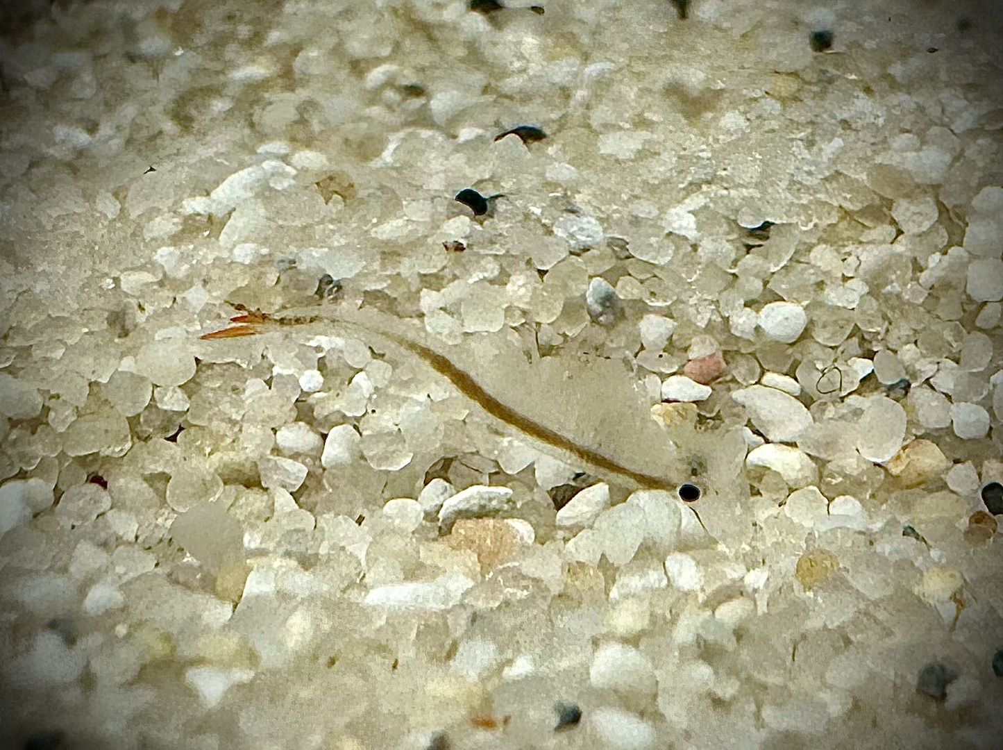 Crabes féeriques à queue de castor environ 150 œufs purs