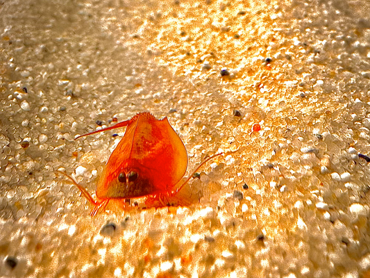 Zuchtansatz Triops red Cancriformis