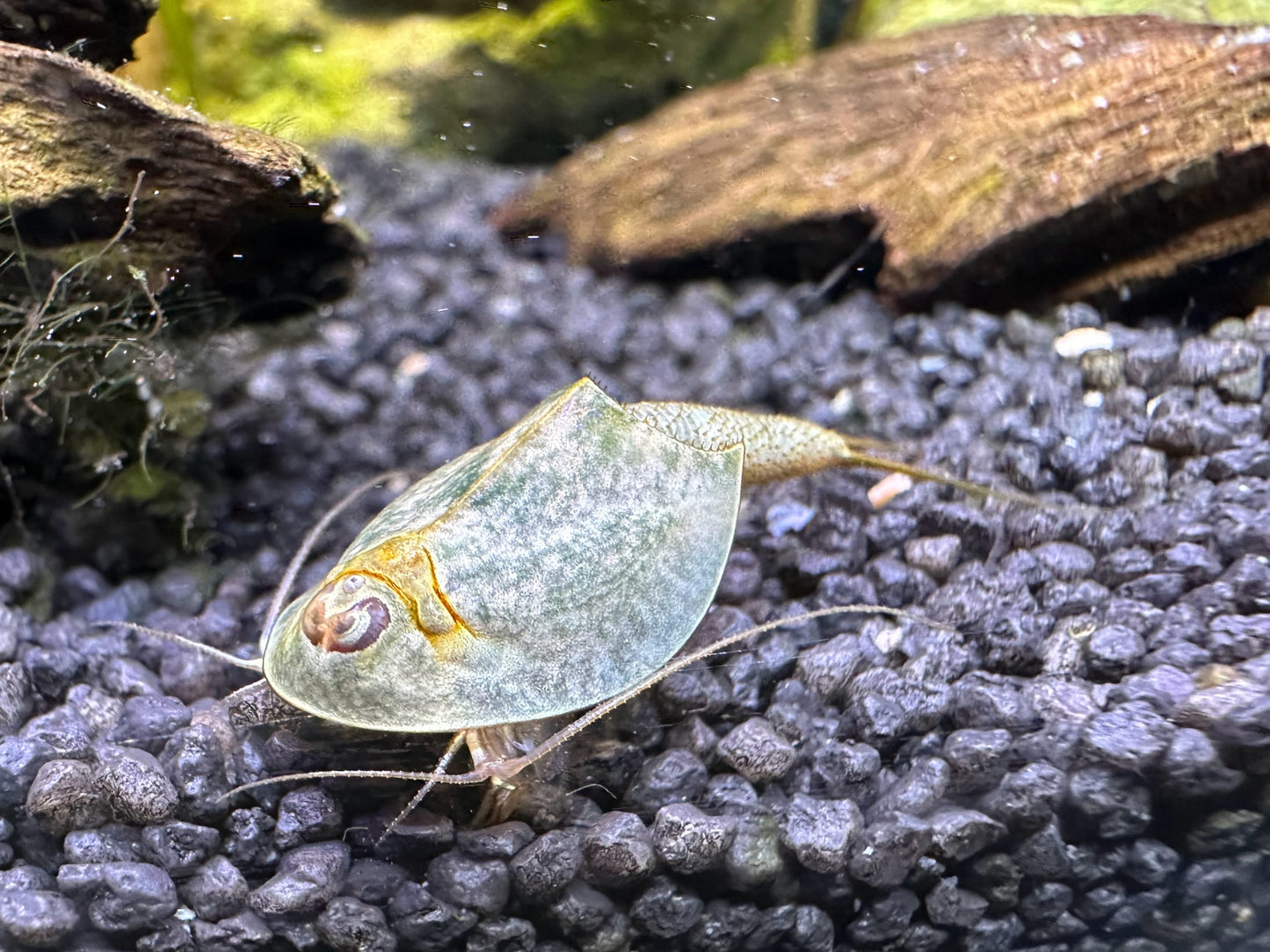 Breeding approach Triops Longicaudatus including food and instructions