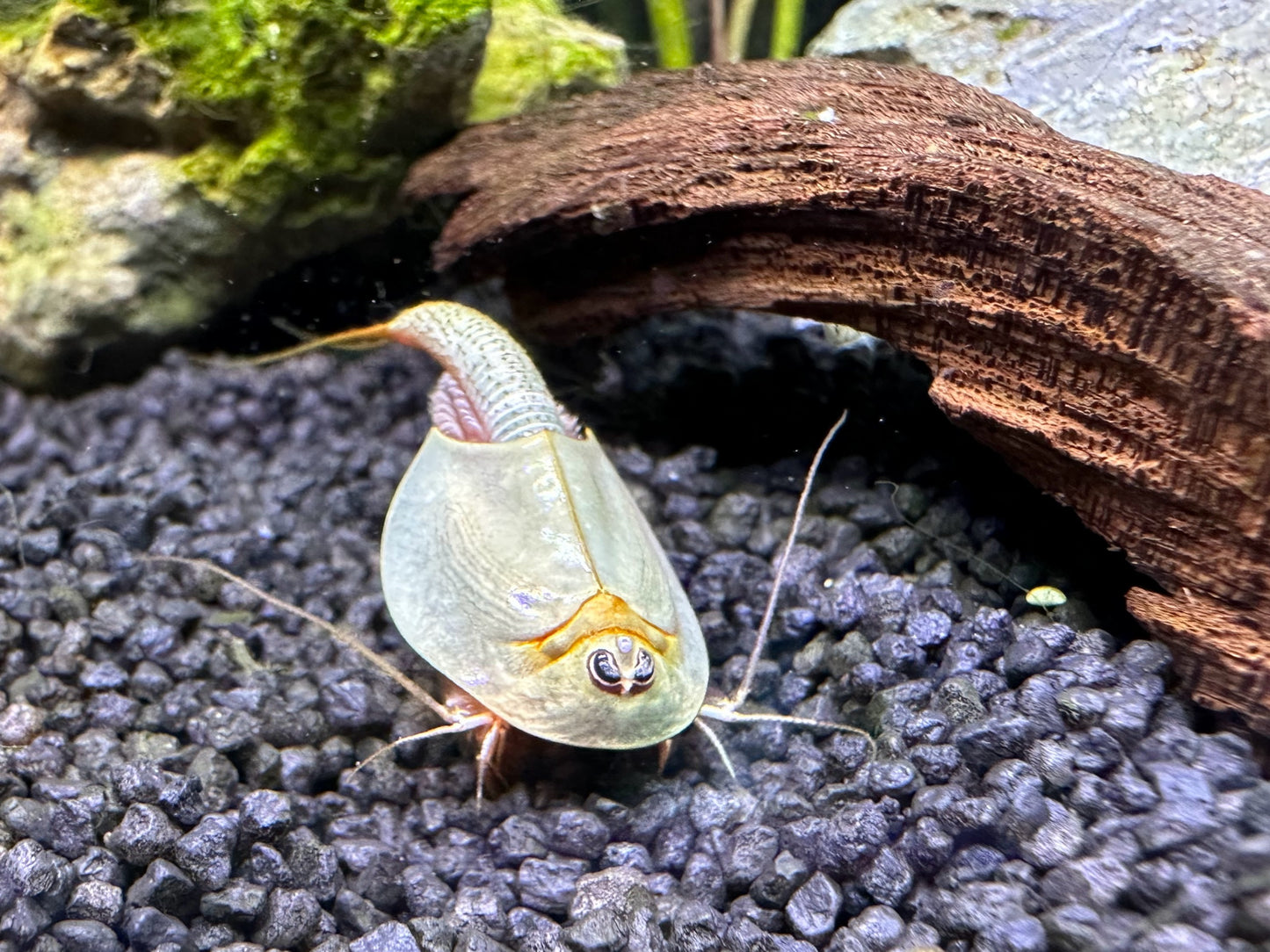 Breeding approach Triops Longicaudatus including food and instructions