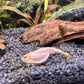 Breeding approach Triops red Longicaudatus including food and instructions