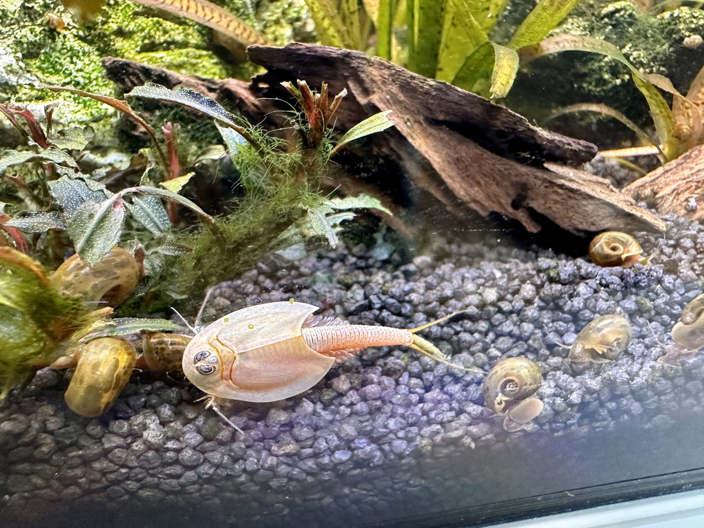 Breeding approach Triops red Longicaudatus including food and instructions