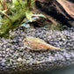 Breeding approach Triops Longicaudatus Texas including food and instructions