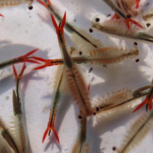 Fairy crab Sirindhornae eggs