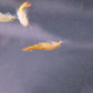 Œufs de crevette féerique Thailandensis