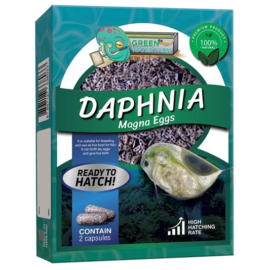Daphnia magna gros œufs de puces d'eau